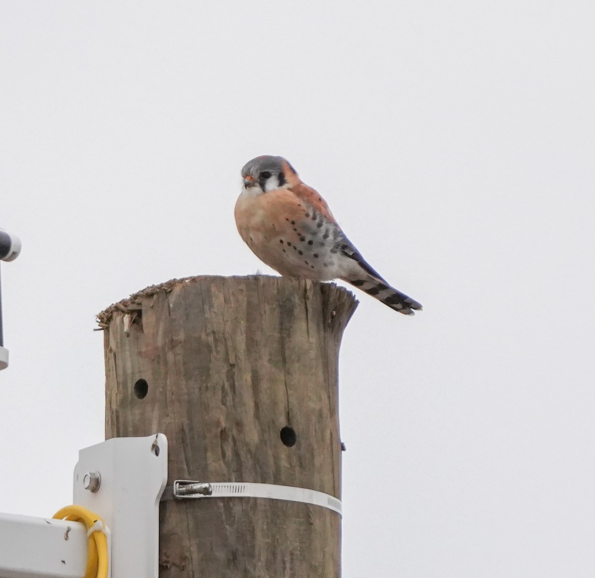 American Kestrel - ML614742937