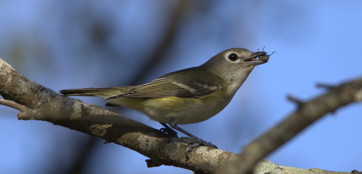 Cassin's/Blue-headed Vireo - ML614742947