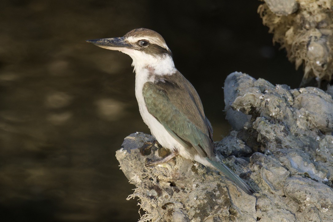 Collared Kingfisher (Arabian) - ML614742966