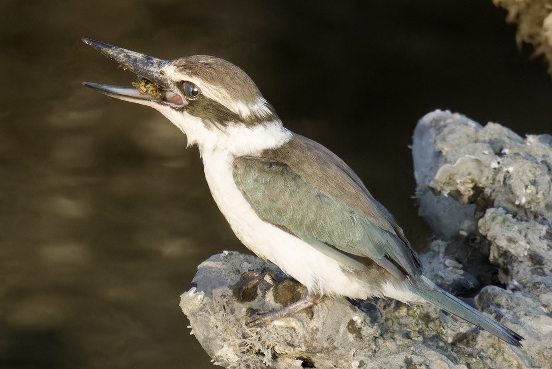 Martin-chasseur à collier blanc (kalbaensis) - ML614742968