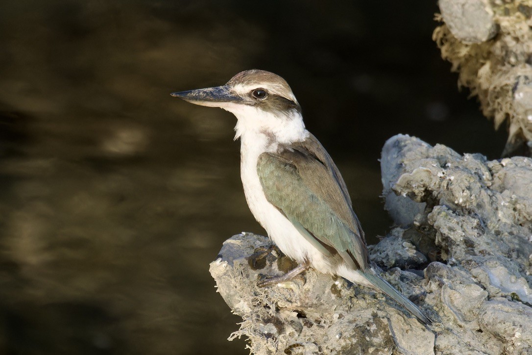 Collared Kingfisher (Arabian) - ML614742970