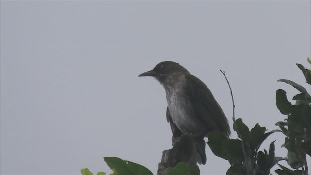 Pearly-eyed Thrasher - ML614742973