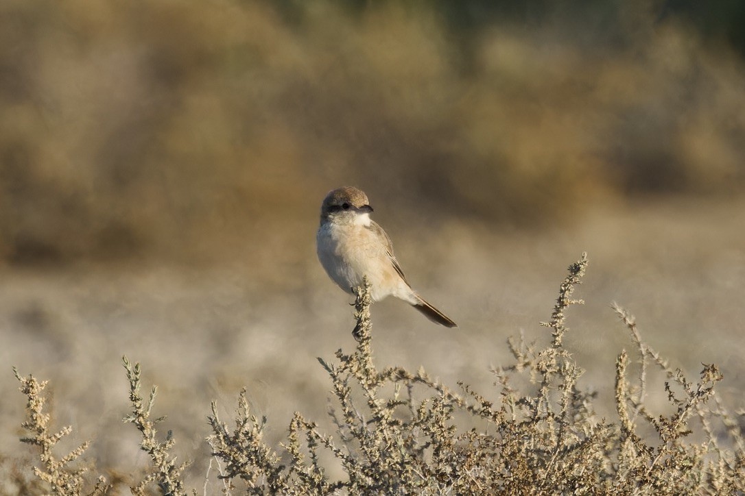 Antzandobi buztangorria (isabellinus) - ML614743014