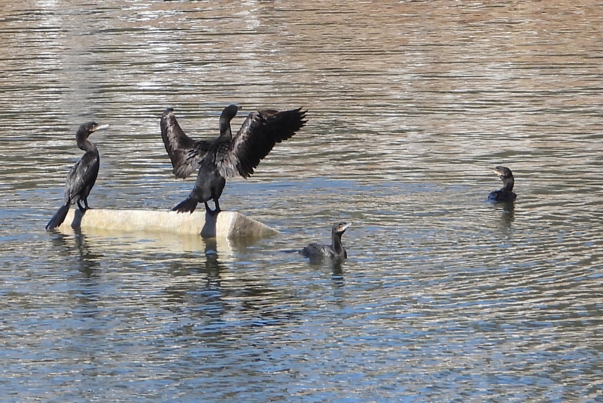 Neotropic Cormorant - H B³