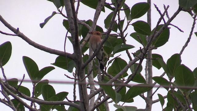 Eurasian Hoopoe - ML614743094