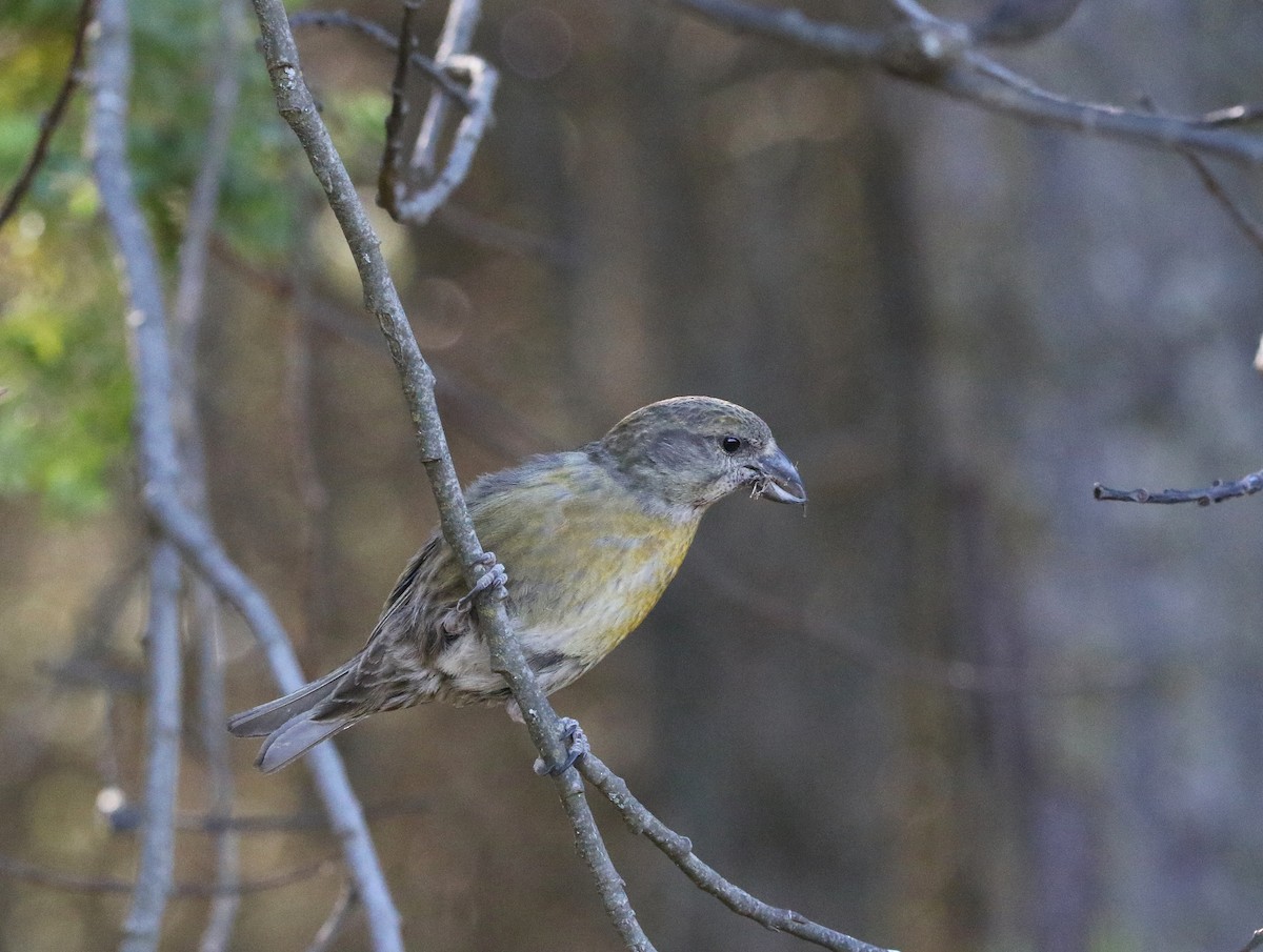 Red Crossbill - Jorge Montejo