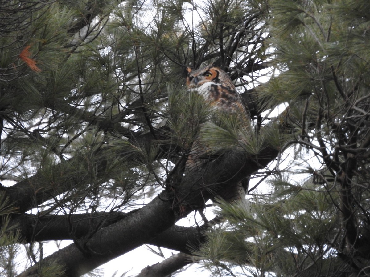 Great Horned Owl - ML614743117