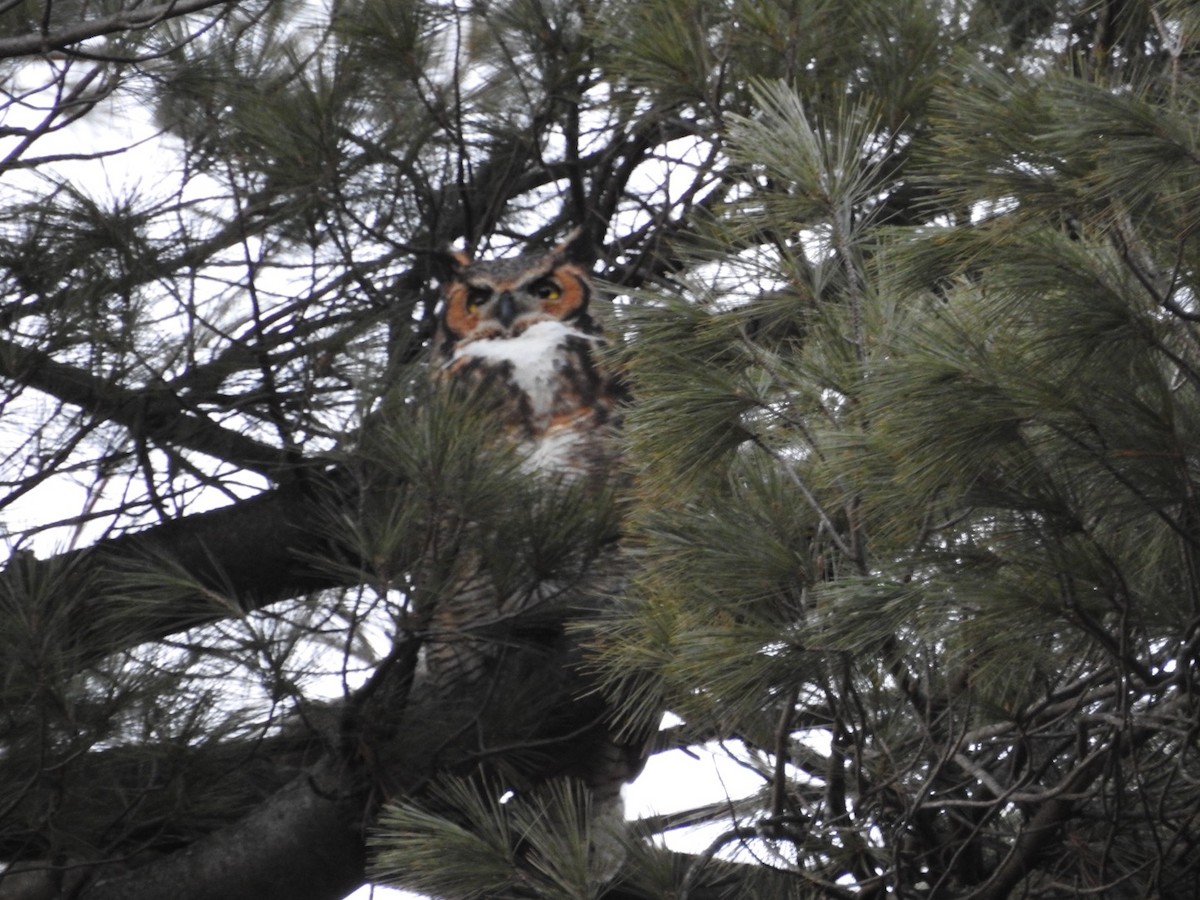 Great Horned Owl - ML614743118