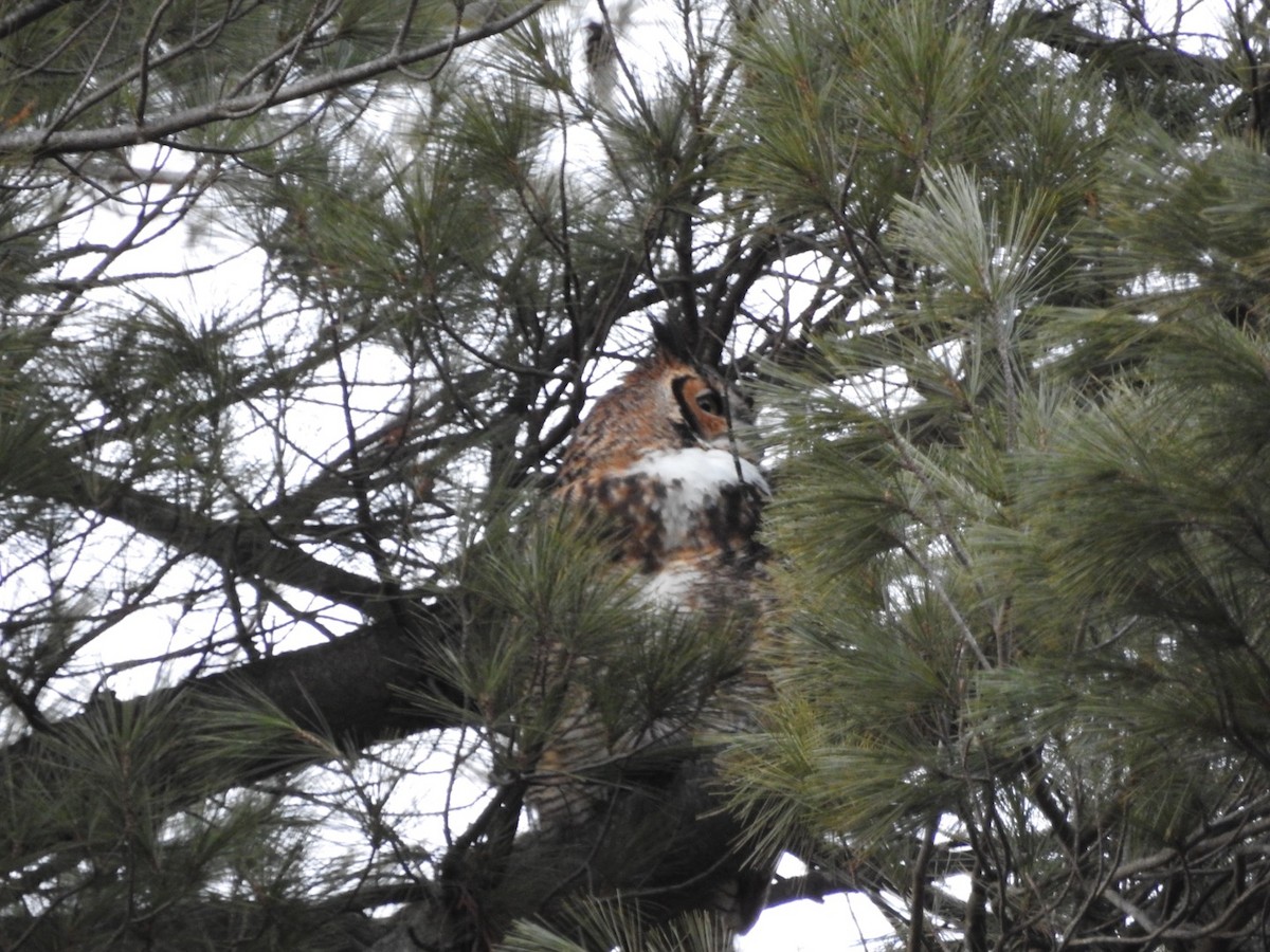 Great Horned Owl - ML614743119