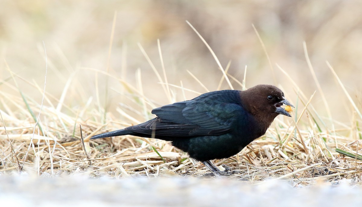 Brown-headed Cowbird - ML614743161