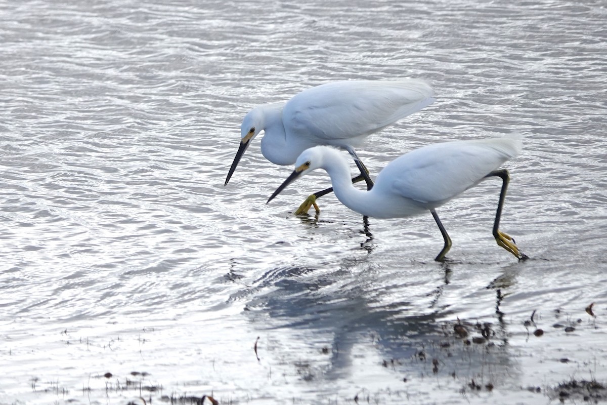 Snowy Egret - ML614743175