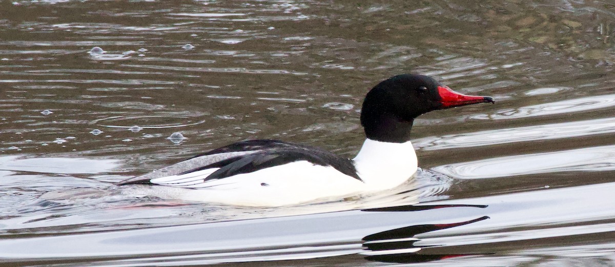 Common Merganser - ML614743177