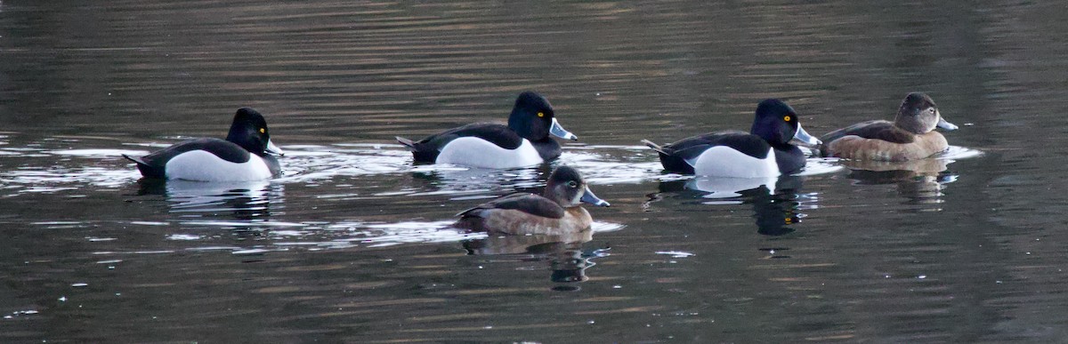 Ring-necked Duck - Michael Yellin