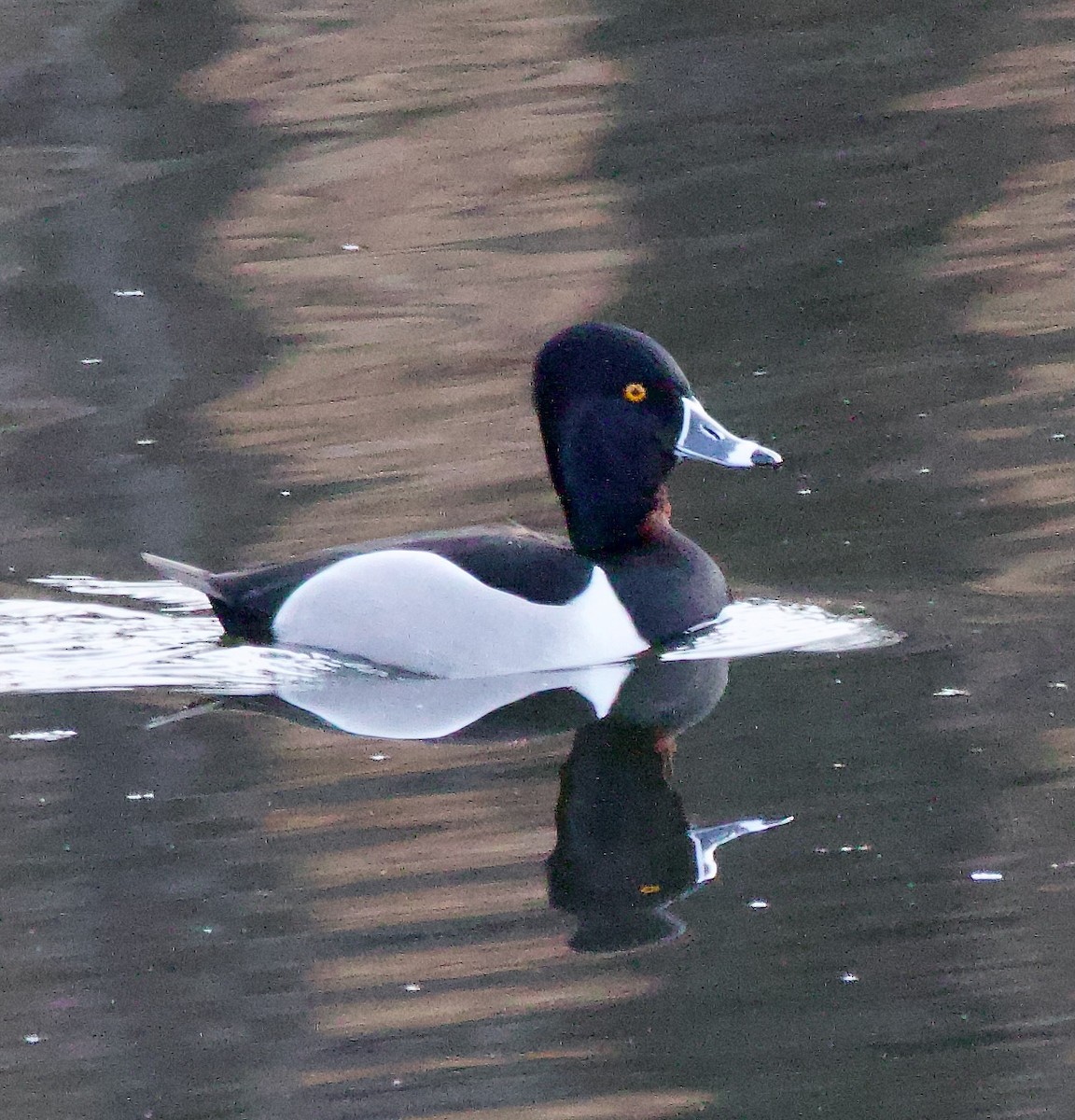 Ring-necked Duck - Michael Yellin