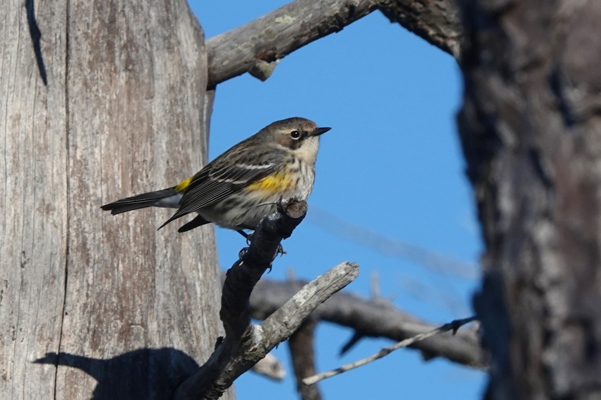 Yellow-rumped Warbler - ML614743187