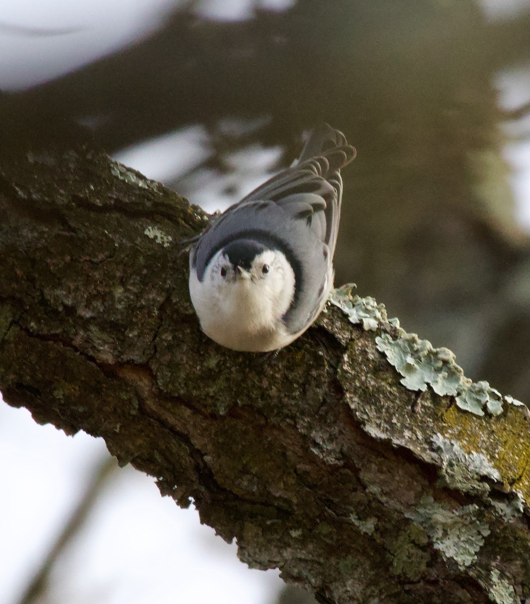 White-breasted Nuthatch - ML614743196