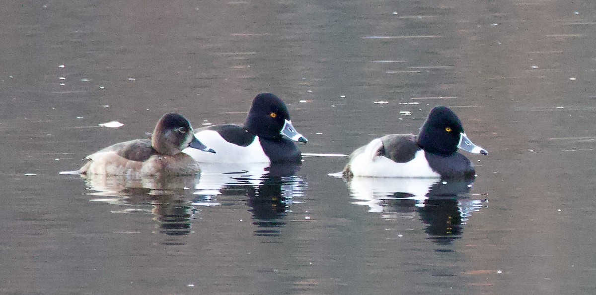 Ring-necked Duck - Michael Yellin