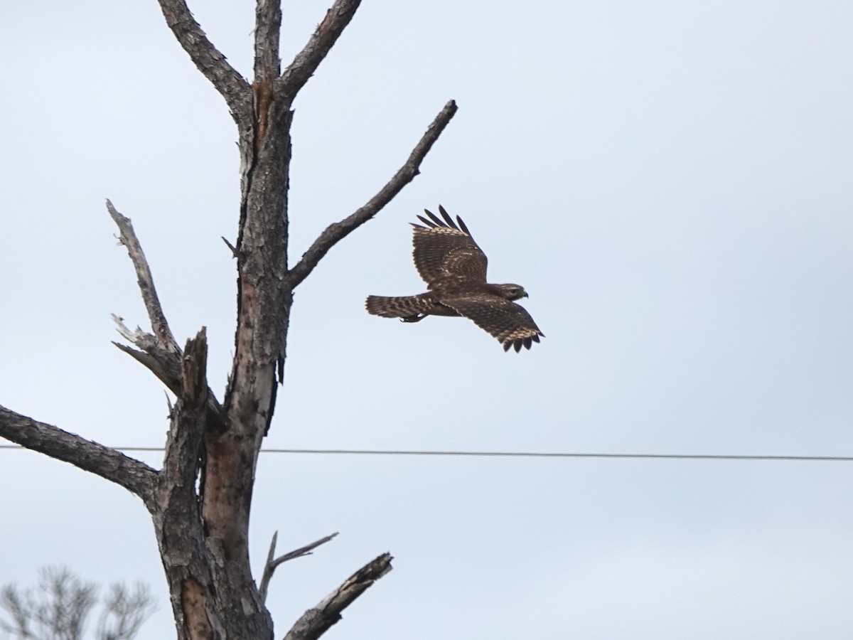 Red-shouldered Hawk - Doug Johnson