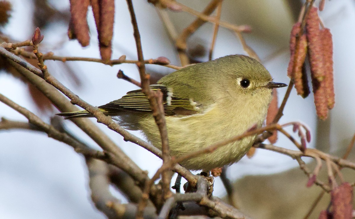 Ruby-crowned Kinglet - ML614743247