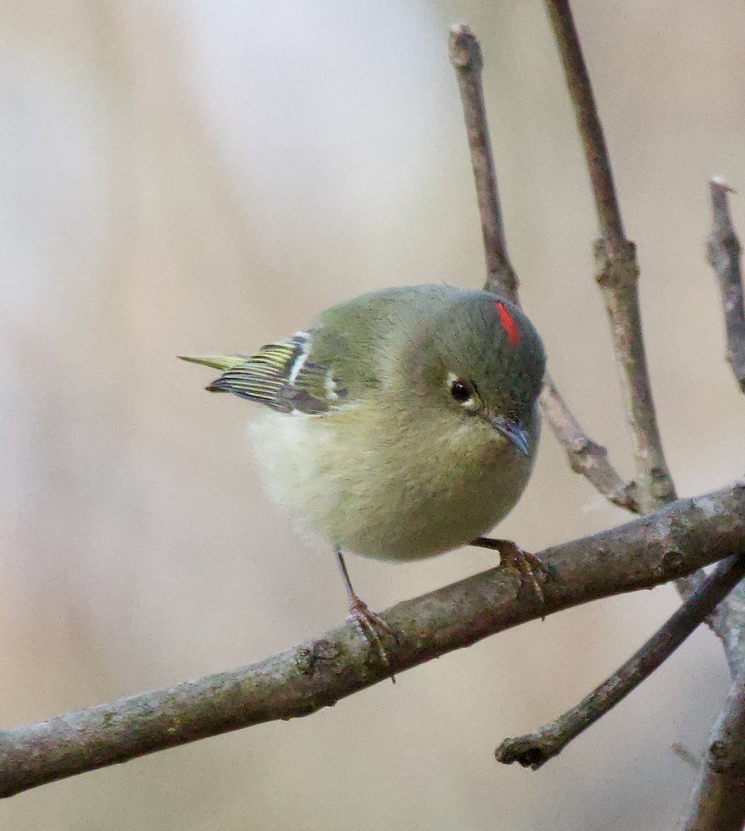 Ruby-crowned Kinglet - ML614743248