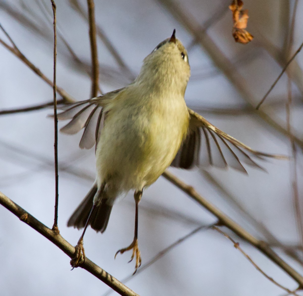 Ruby-crowned Kinglet - ML614743261