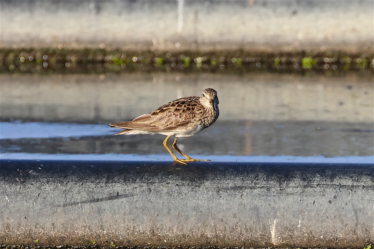 Pectoral Sandpiper - ML614743395