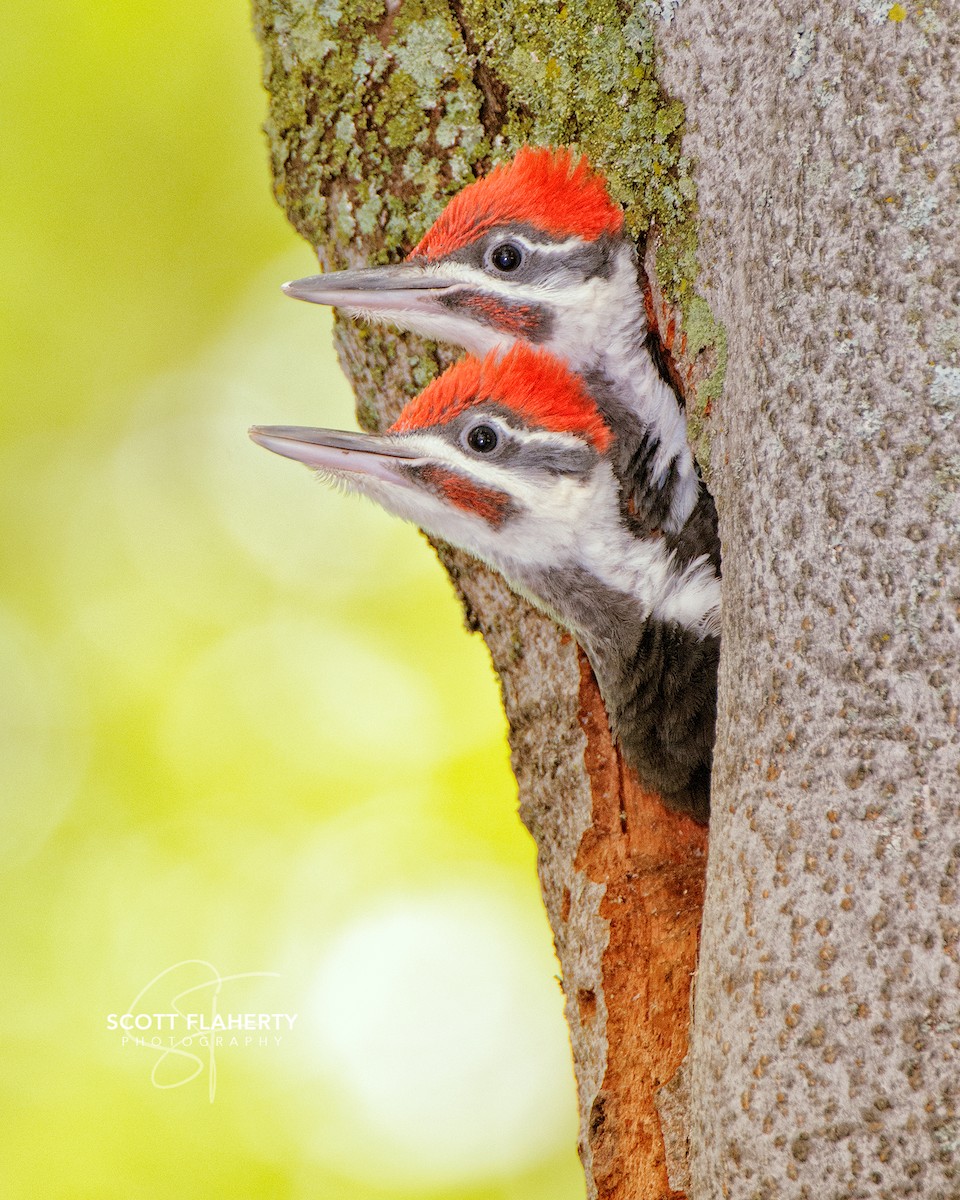 Pileated Woodpecker - ML614743397