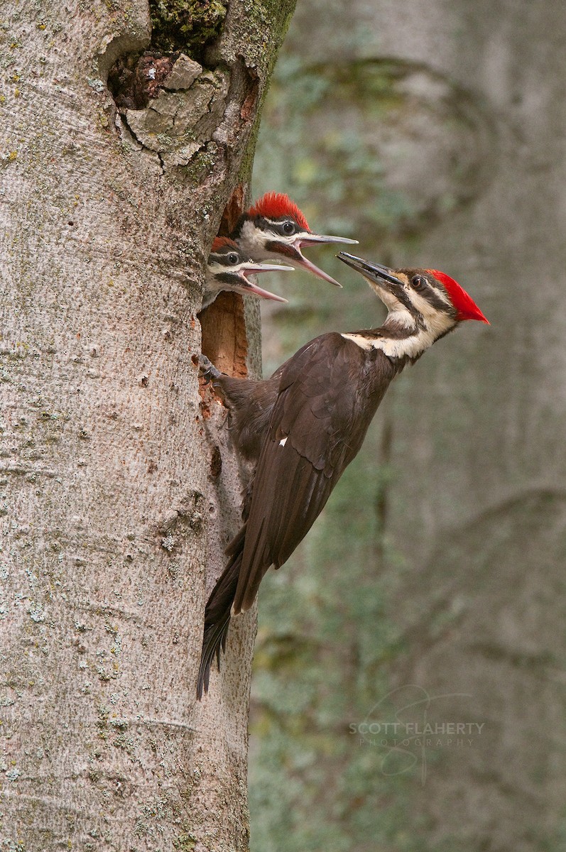 Pileated Woodpecker - Scott Flaherty