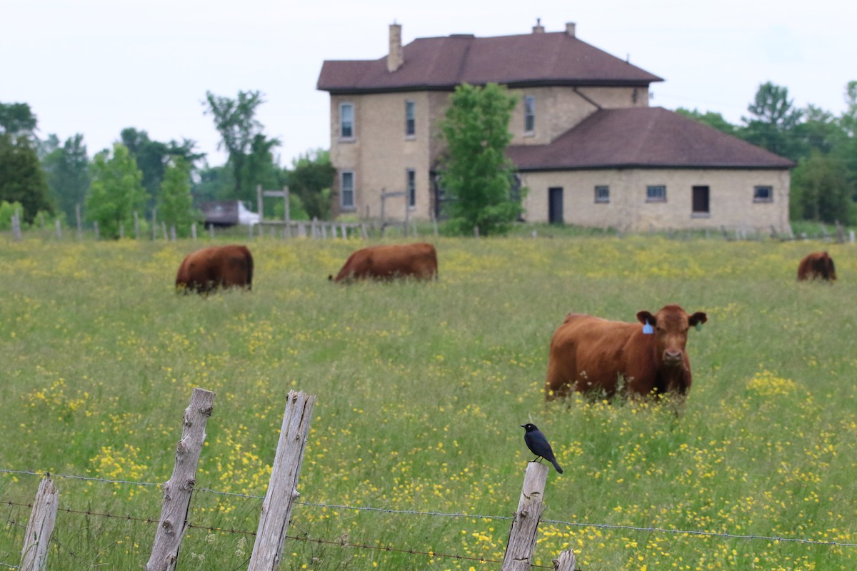Brewer's Blackbird - Todd Hagedorn