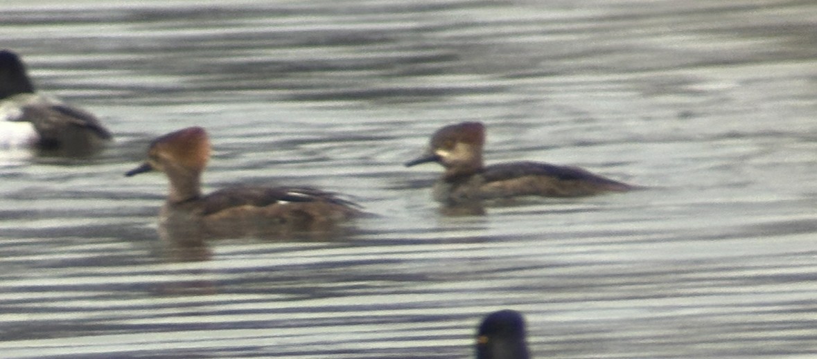 Hooded Merganser - ML614743585