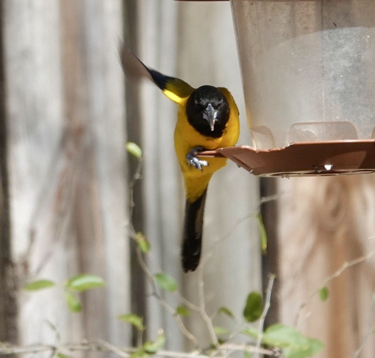 Audubon's Oriole - ML614743599