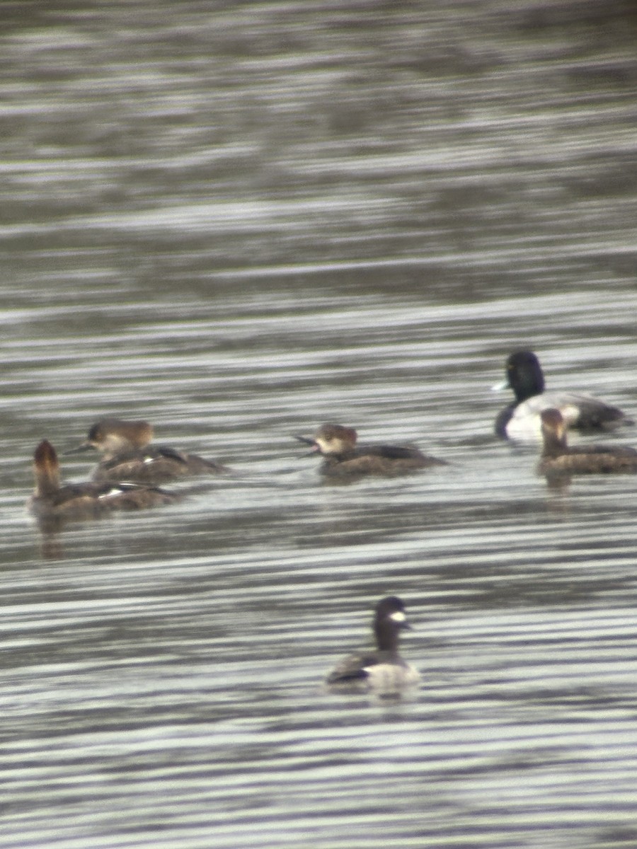 Lesser Scaup - ML614743628