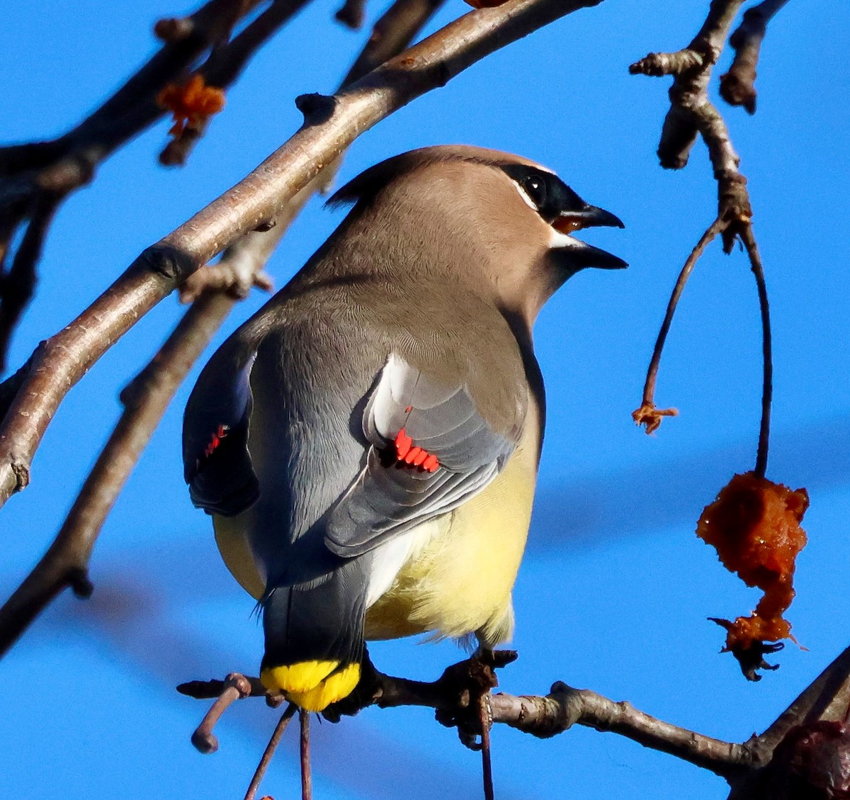 Cedar Waxwing - ML614743673