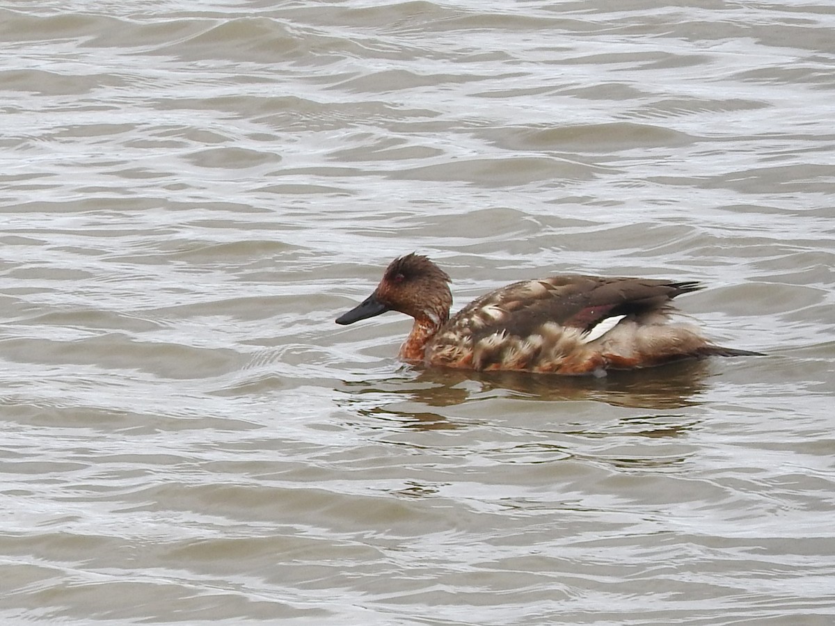 Canard huppé - ML614743690