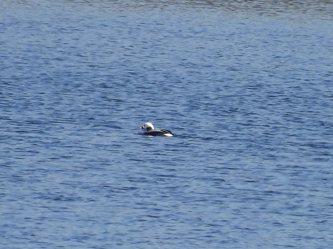 Long-tailed Duck - ML614743707