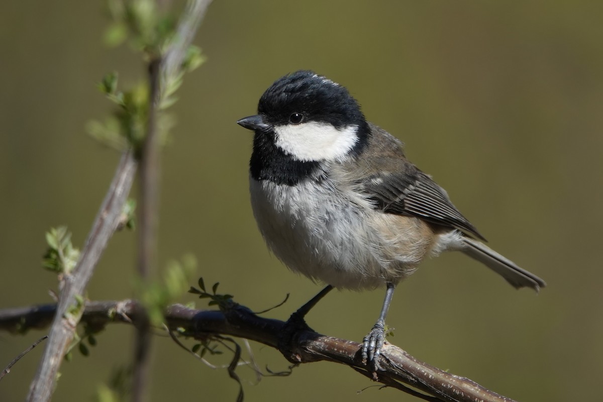 Өдөрч хөх бух - ML614743720