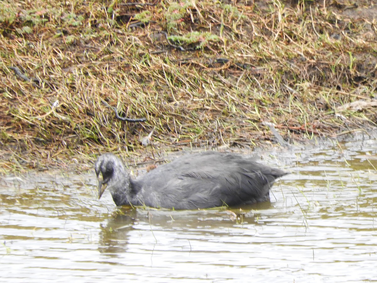 Foulque à jarretières - ML614743740