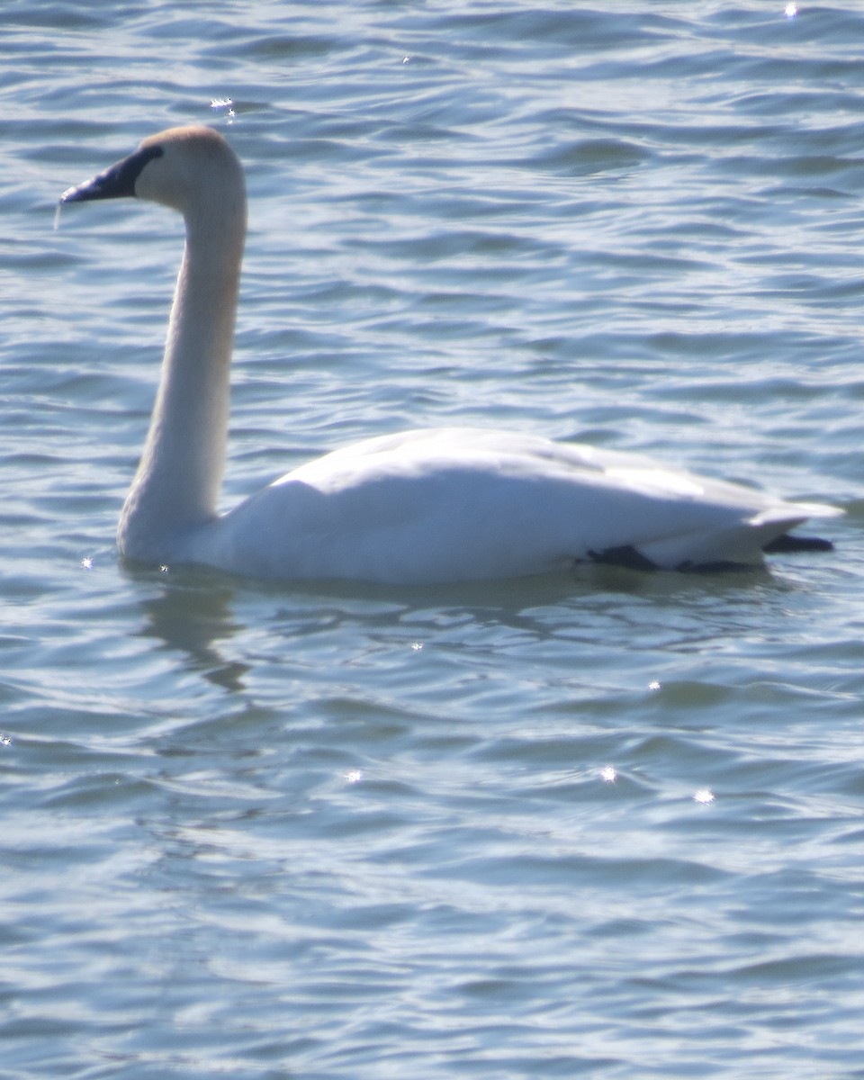 Trumpeter Swan - ML614743770