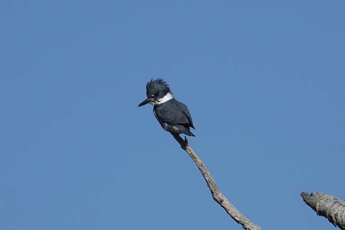 Belted Kingfisher - Bonnie Hart