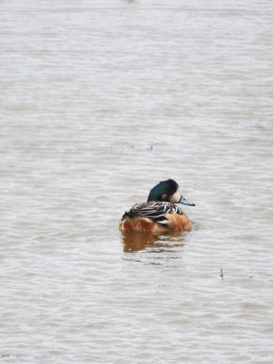 Chiloe Wigeon - ML614743789