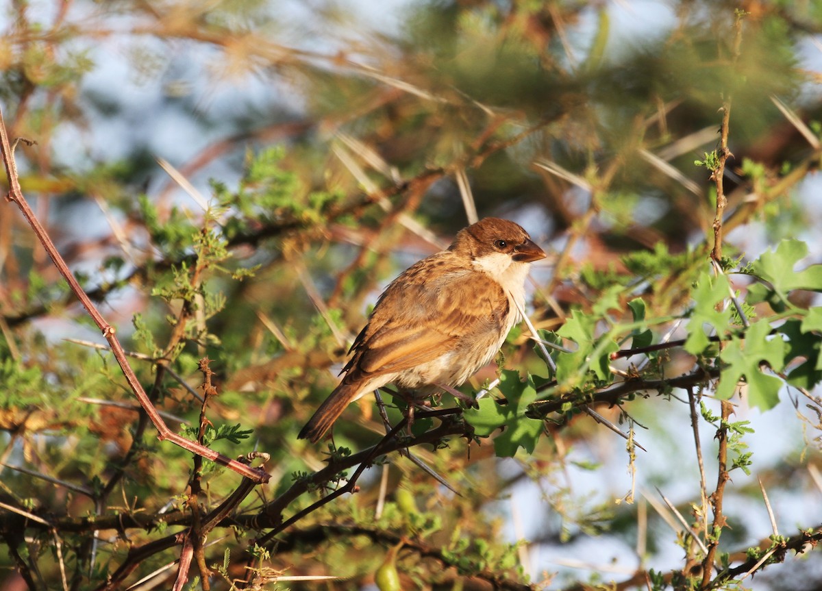 Black-capped Social-Weaver - ML614743829