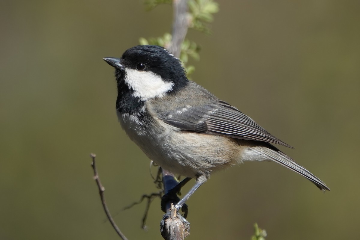 Өдөрч хөх бух - ML614743842