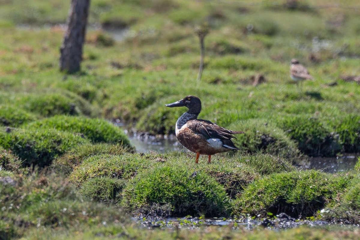 Northern Shoveler - Bruno Rosas Fragoso