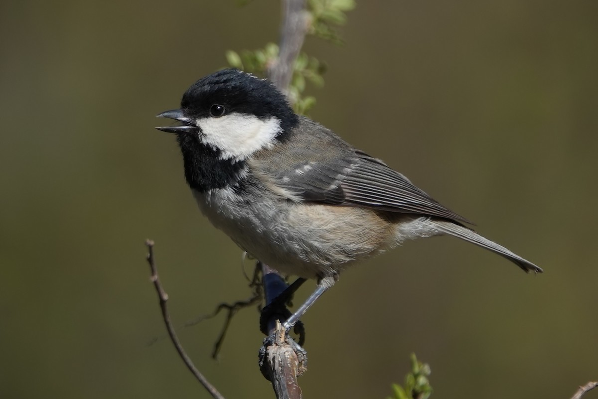 Өдөрч хөх бух - ML614743934