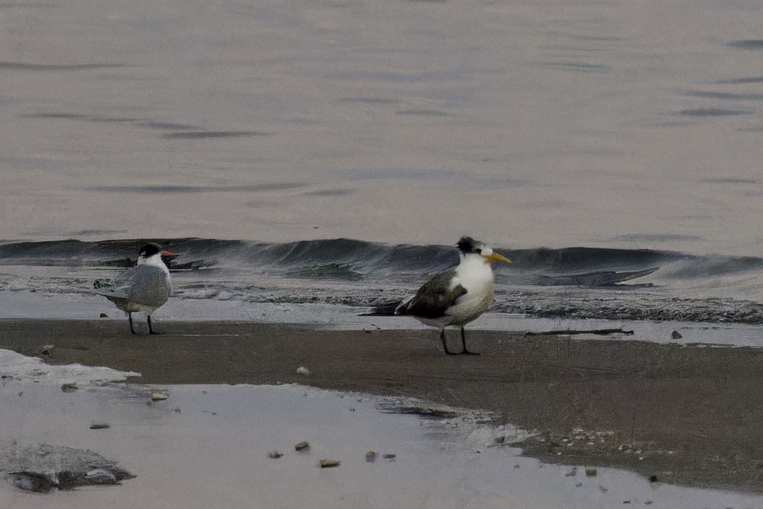 Great Crested Tern - ML614744062