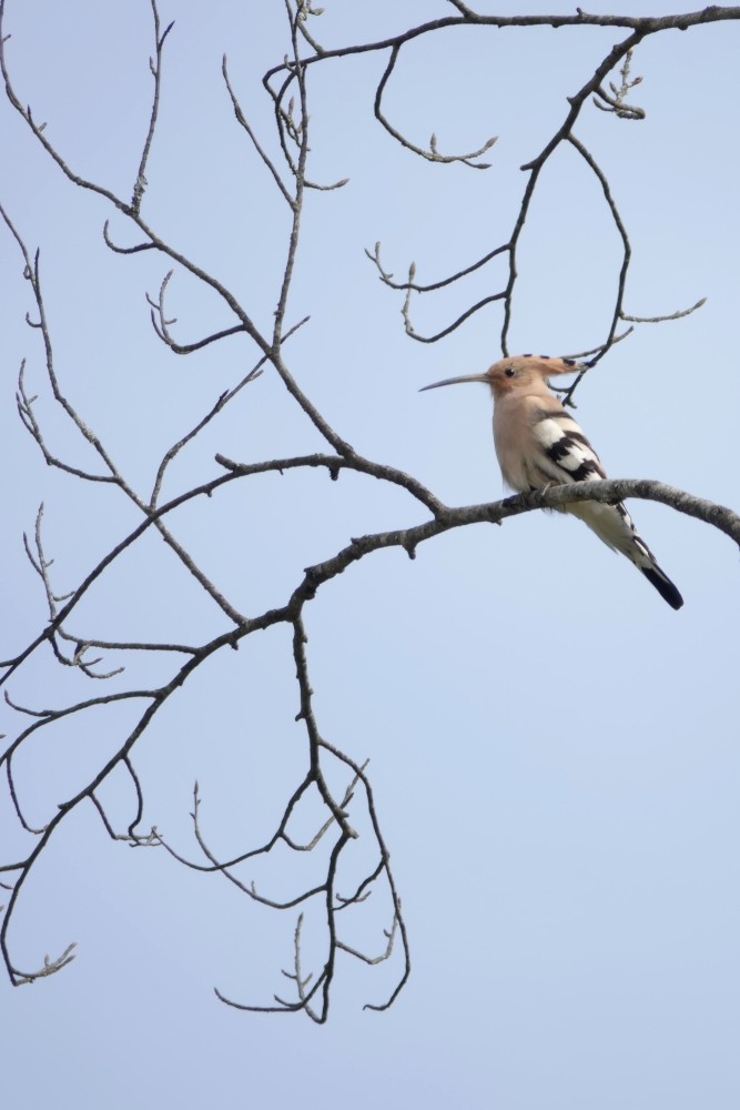 Common Hoopoe - ML614744065