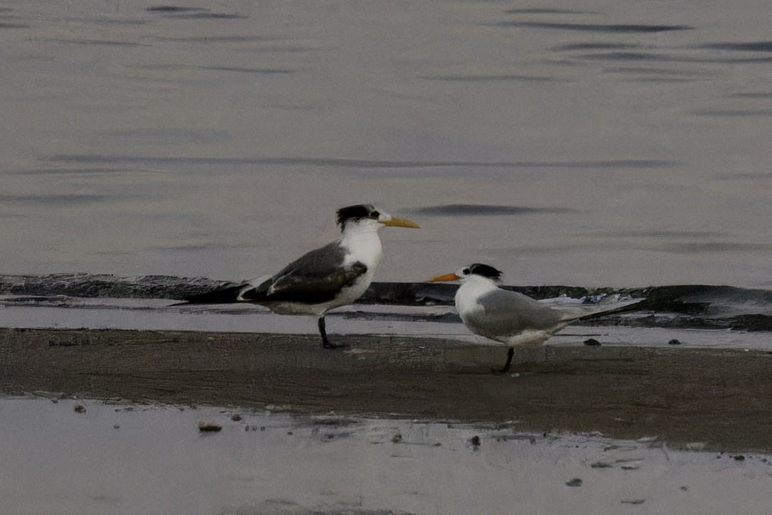 Great Crested Tern - Ted Burkett