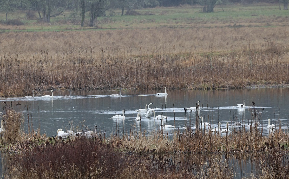 Trumpeter Swan - ML614744099