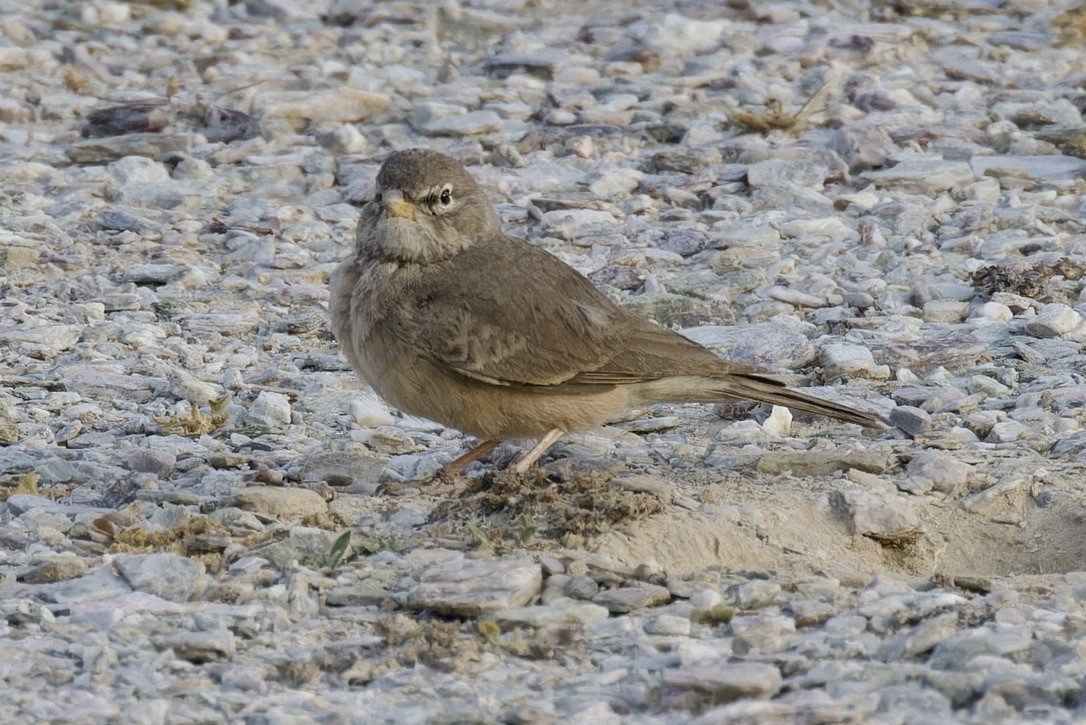 Desert Lark - ML614744133