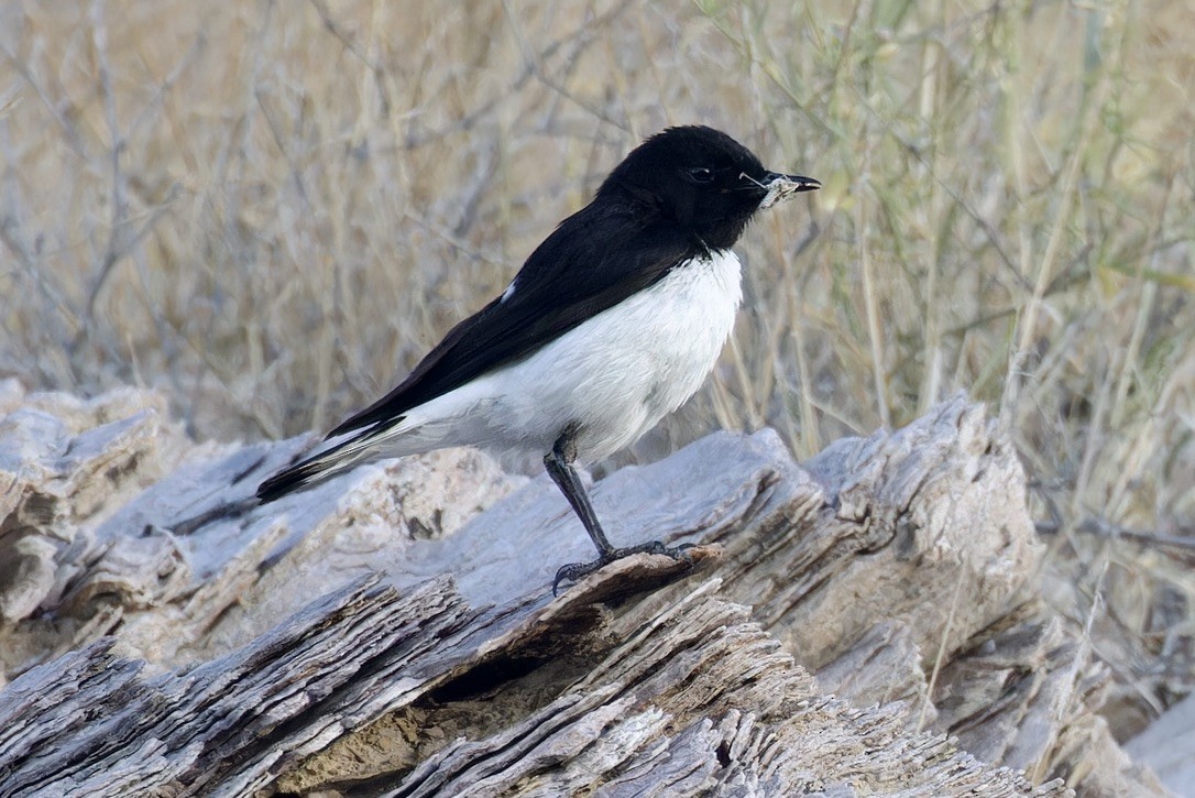 Hume's Wheatear - ML614744151